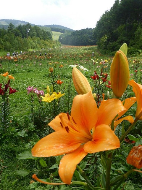 花庵ブログ 花時間 日光 中禅寺湖温泉の宿 ホテル花庵