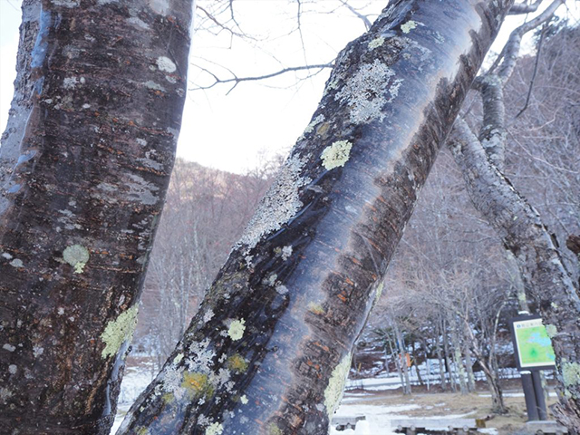 冬の芸術