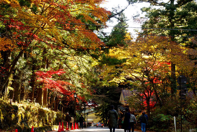 日光社寺エリア紅葉　