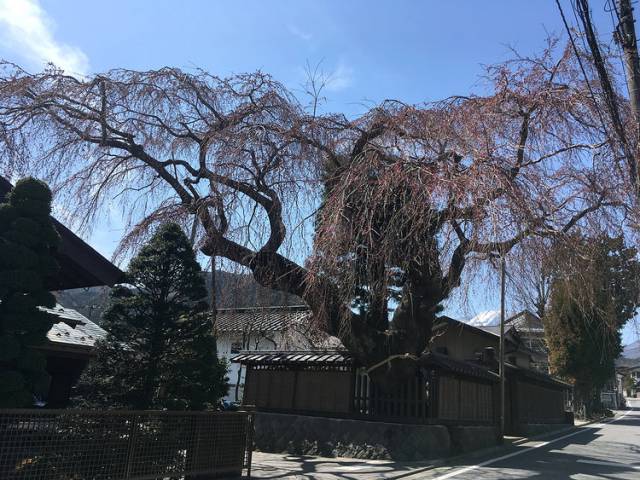 まもなく春♪日光花便り