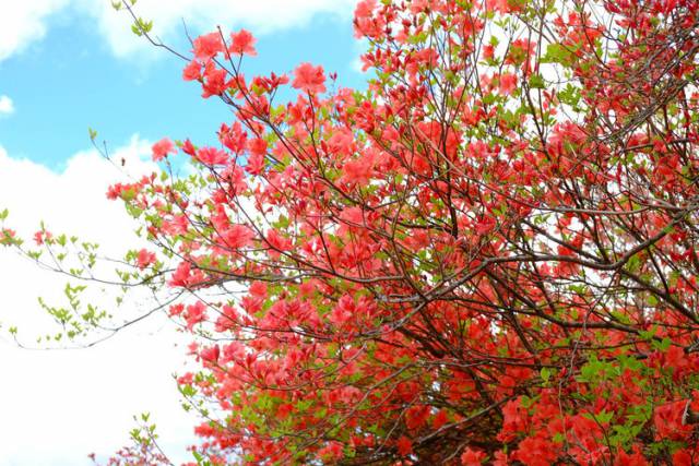 霧降高原つつじヶ丘