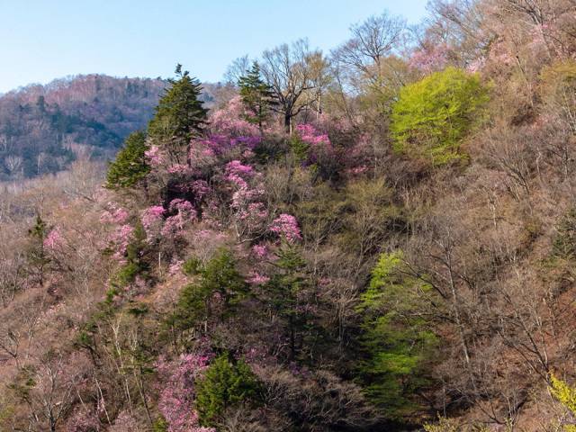 花庵周辺花便り