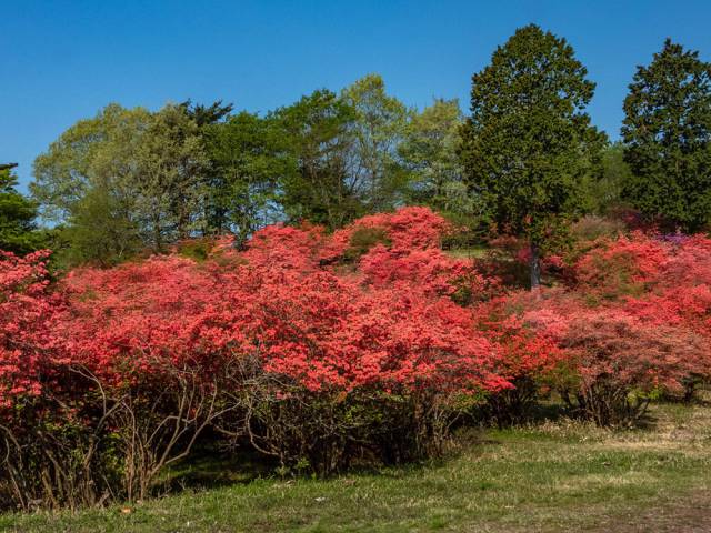 花庵周辺花便り