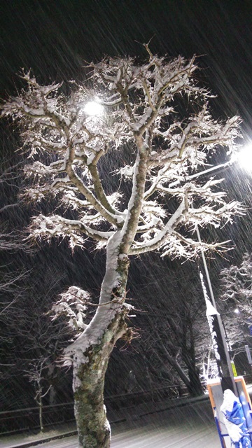 今年初の積雪