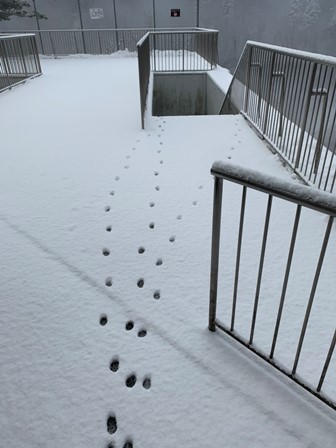 久しぶりの積雪