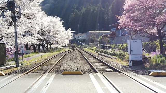 群馬県・水沼駅の桜が満開でした！