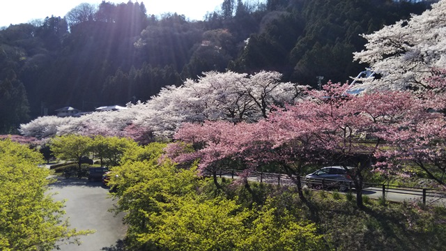 群馬県・水沼駅の桜が満開でした！