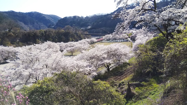 群馬県・水沼駅の桜が満開でした！