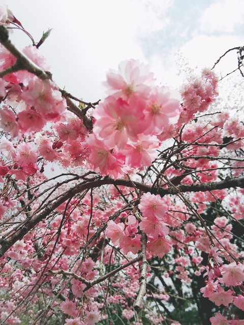 中禅寺湖周辺のお花の状況について