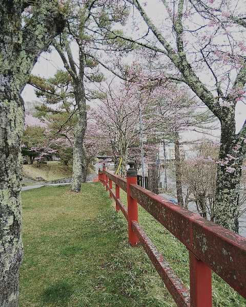 中禅寺湖周辺のお花の状況について