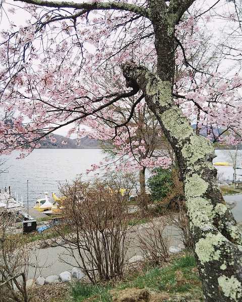 中禅寺湖周辺のお花の状況について