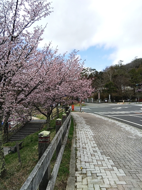 中禅寺湖周辺のお花の状況について