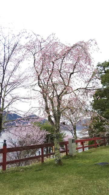 中禅寺湖周辺のお花の状況について