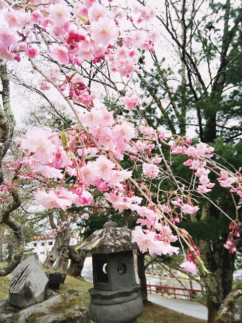 中禅寺湖周辺のお花の状況について