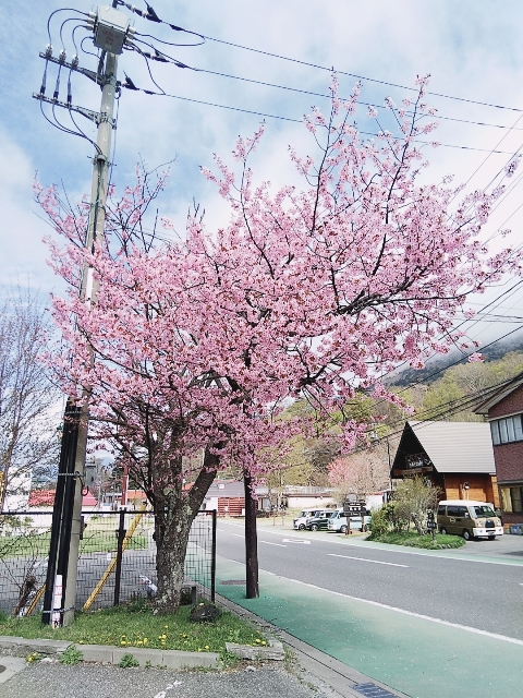 中禅寺湖周辺のお花の状況について