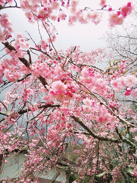 中禅寺湖周辺のお花の状況について