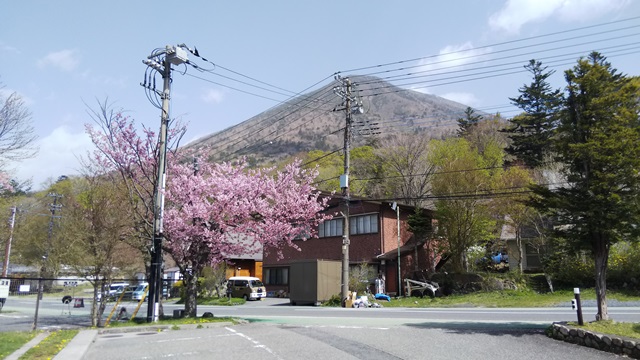 中禅寺湖周辺のお花の状況について