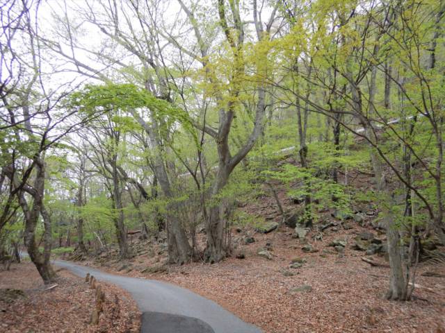 春本番♪中禅寺湖の花だより