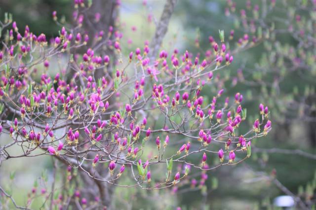 春本番♪中禅寺湖の花だより