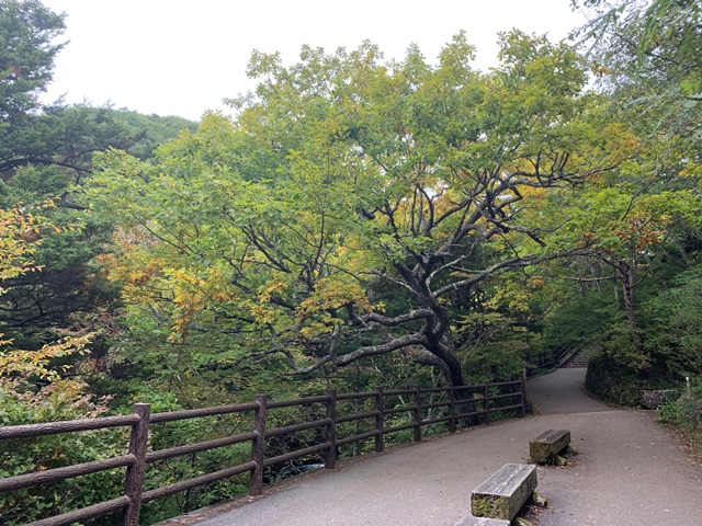 中禅寺湖周辺紅葉状況について