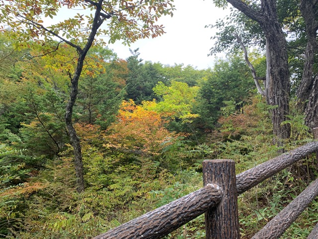 中禅寺湖周辺紅葉状況について