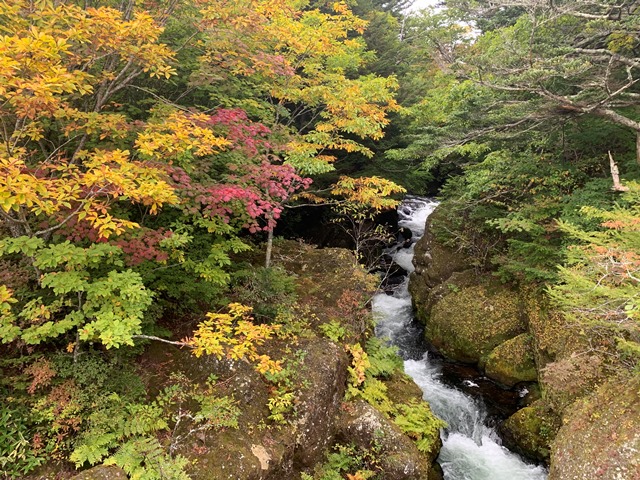 中禅寺湖周辺紅葉状況について