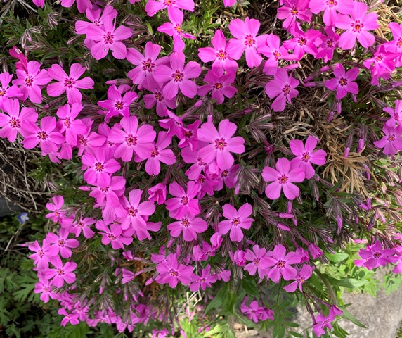 日光だいや川公園のお花が満開でした