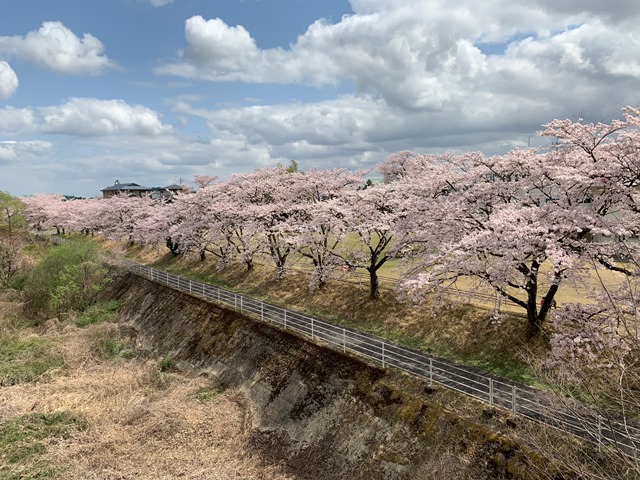 日光だいや川公園のお花が満開でした