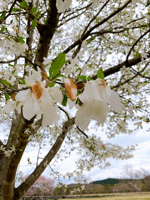 日光だいや川公園のお花が満開でした