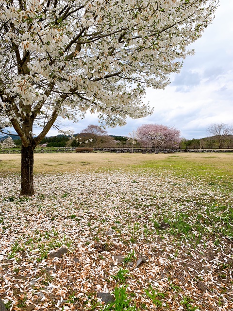 日光だいや川公園のお花が満開でした