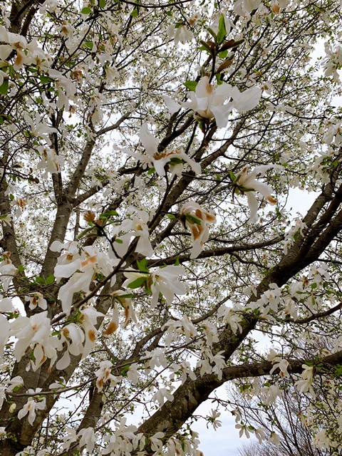 日光だいや川公園のお花が満開でした