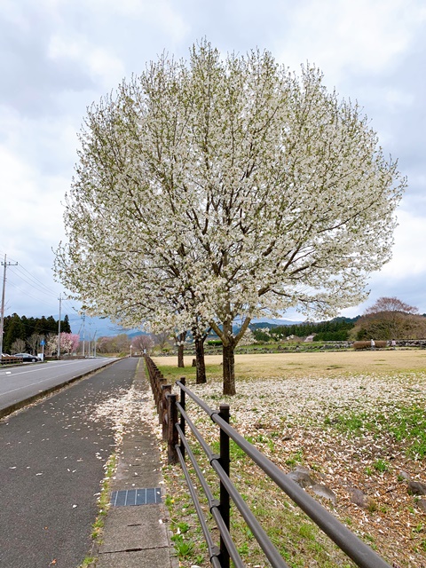 日光だいや川公園のお花が満開でした