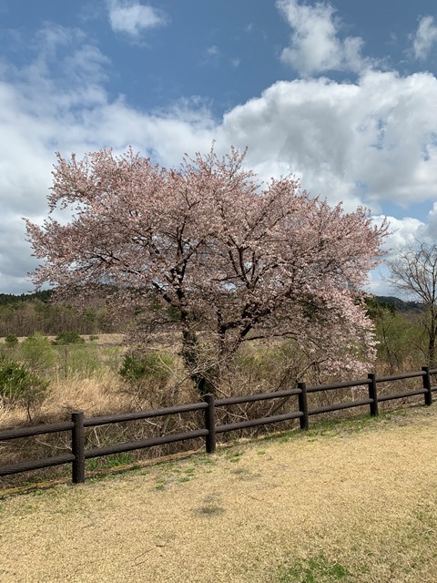 日光だいや川公園のお花が満開でした