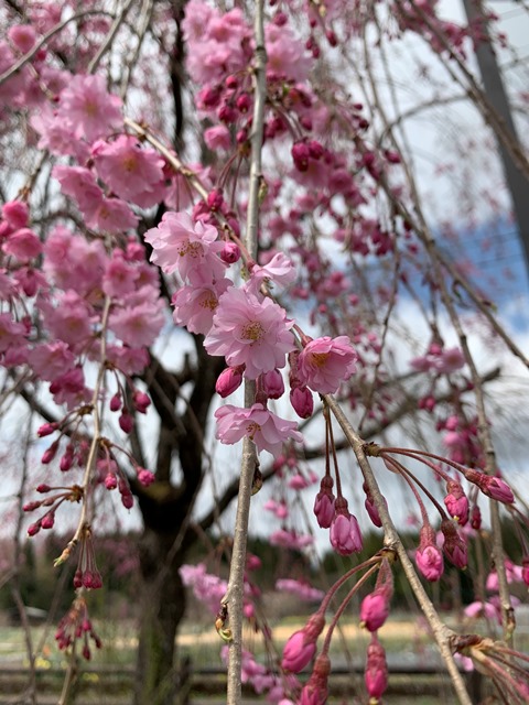 日光だいや川公園のお花が満開でした