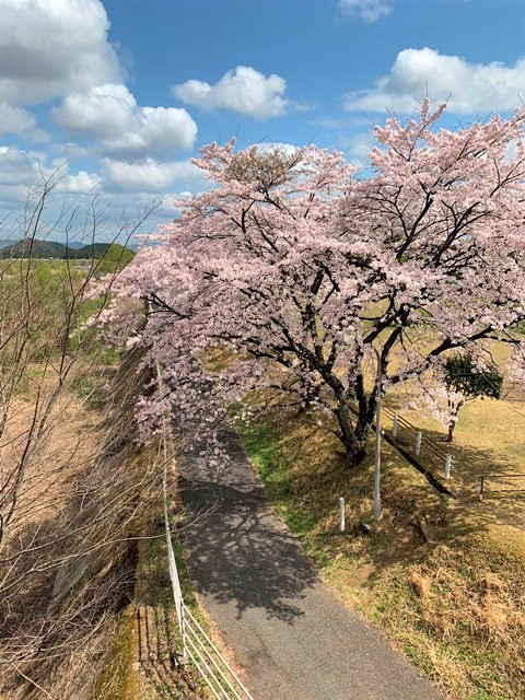 日光だいや川公園のお花が満開でした