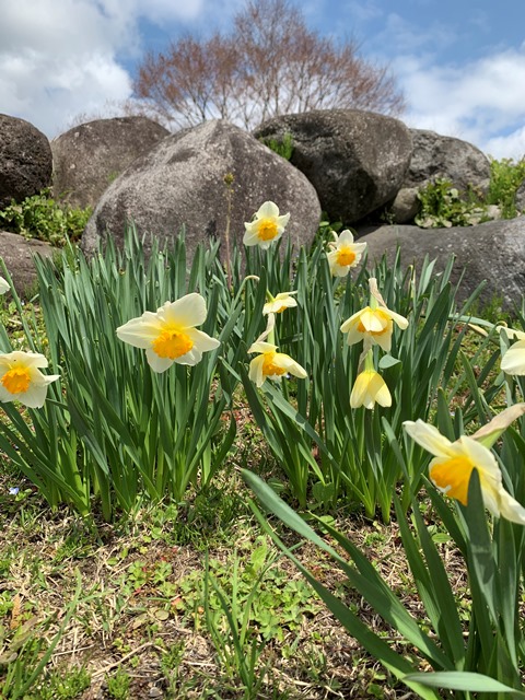 日光だいや川公園のお花が満開でした