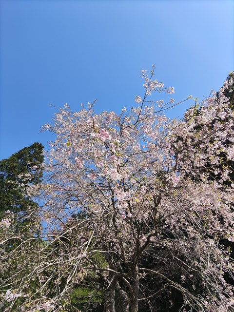 山菜採りに行ってきました！