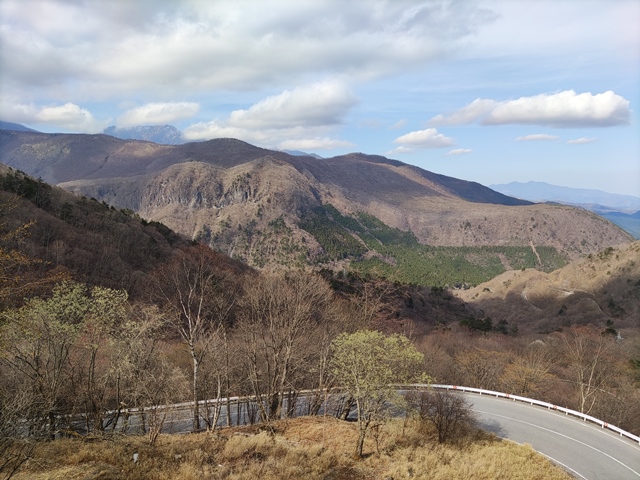 山菜採りに行ってきました！