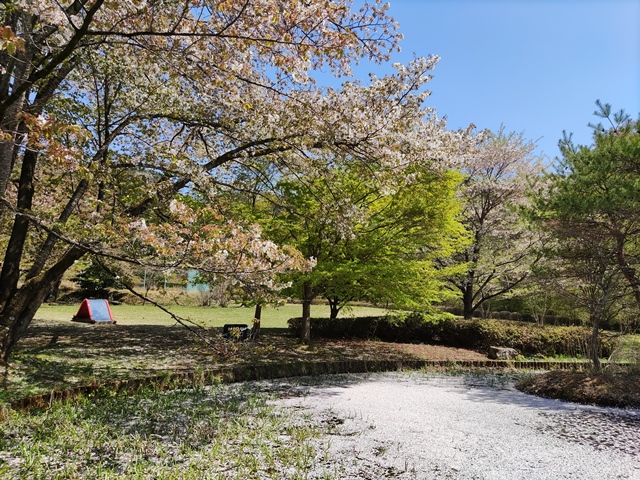 山菜採りに行ってきました！