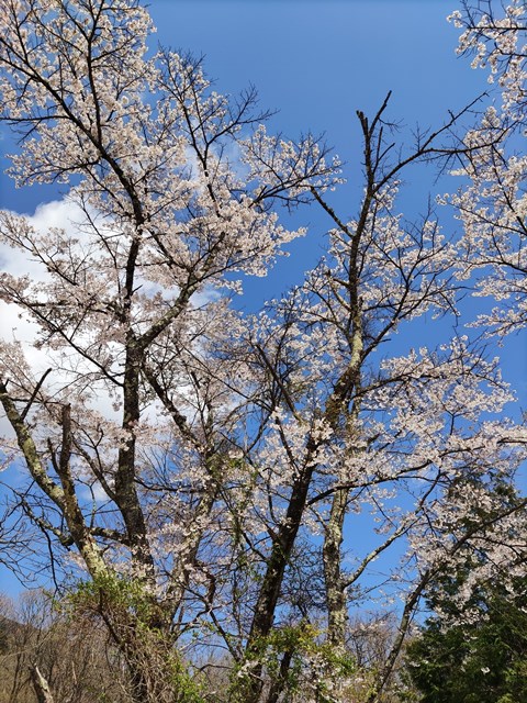 山菜採りに行ってきました！