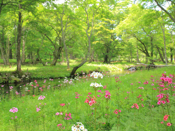 周辺観光情報　春だより