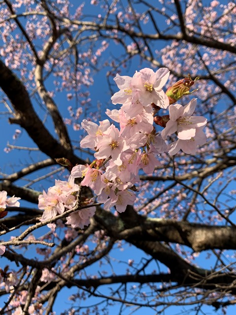 中禅寺湖も桜が咲き始めました