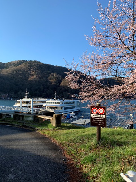 中禅寺湖も桜が咲き始めました