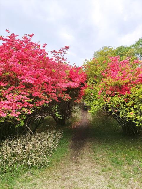 霧降高原つつじが丘へ行ってきました！