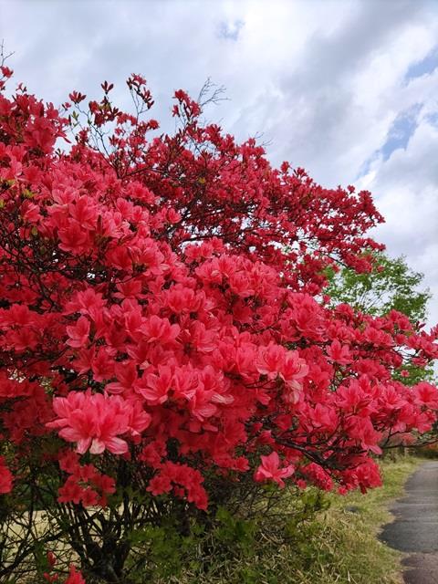 霧降高原つつじが丘へ行ってきました！