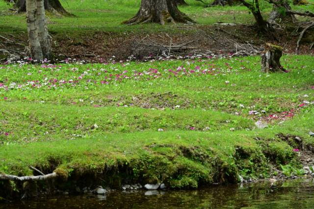 クリンソウとズミの開花状況