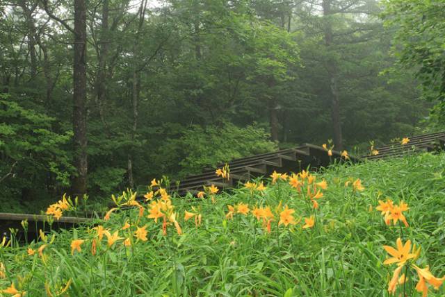 ニッコウキスゲ開花情報 観光情報 ホテル花庵 中禅寺湖温泉 公式