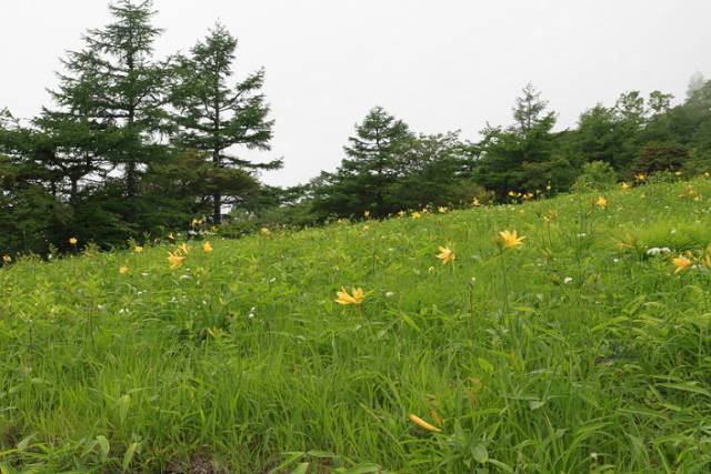 ニッコウキスゲ開花情報