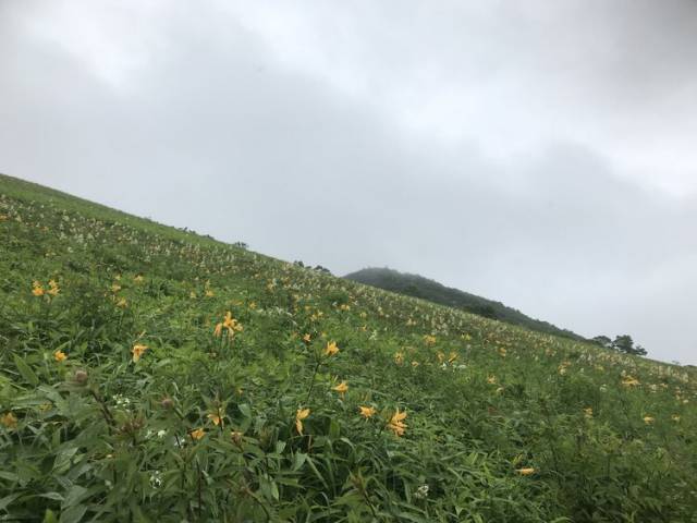  霧降高原ニッコウキスゲ見頃です♪