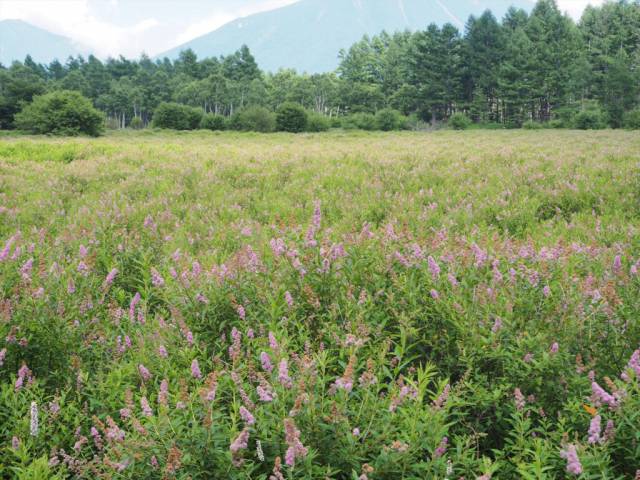 小田代ヶ原ノアザミ見頃